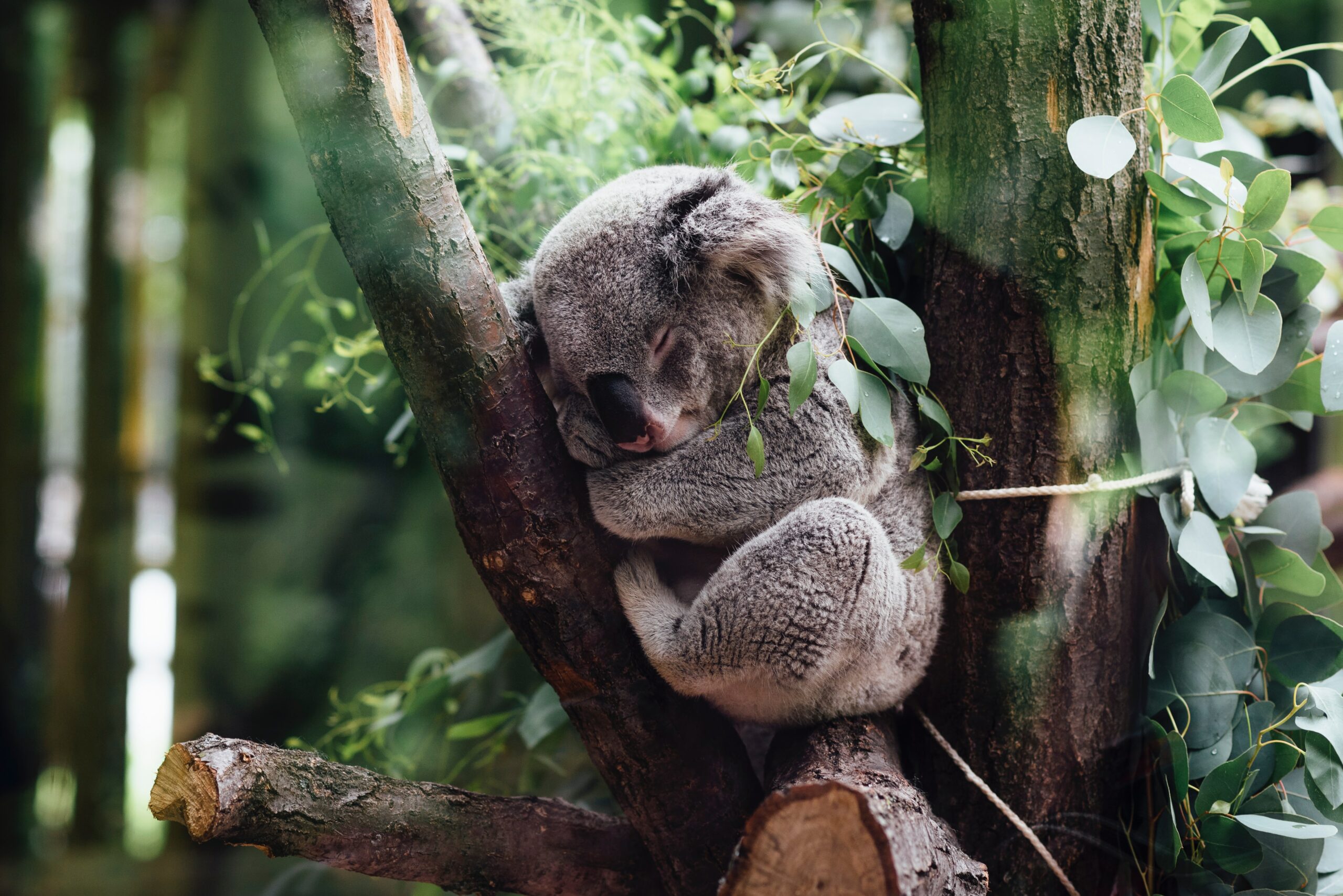 Port Macquarie Wildlife