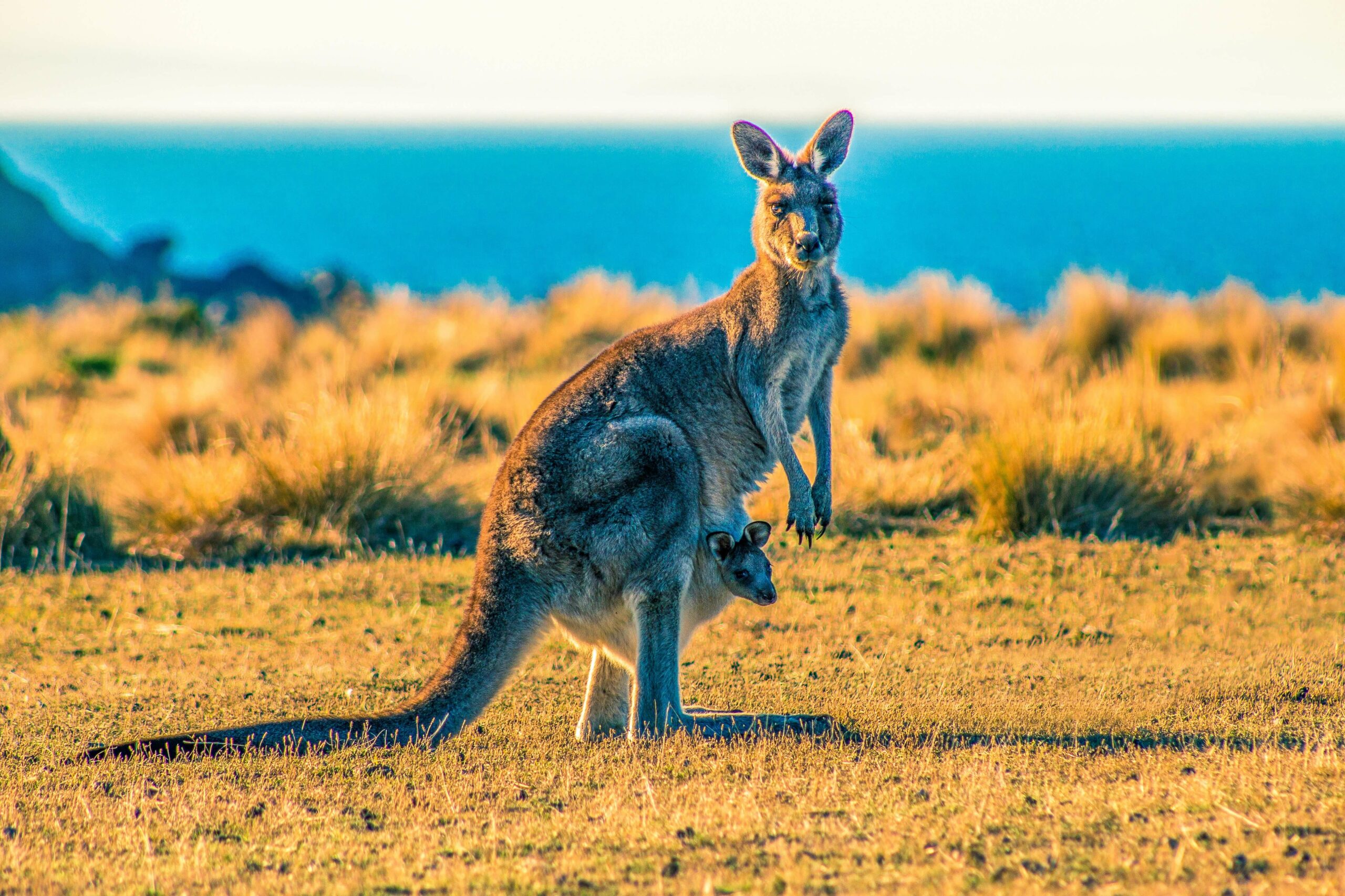 kangaroo in yellow grass